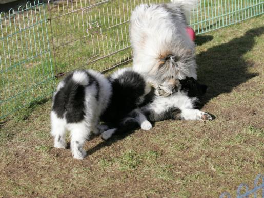 Die Verbliebenen toben mit ihrer Mama