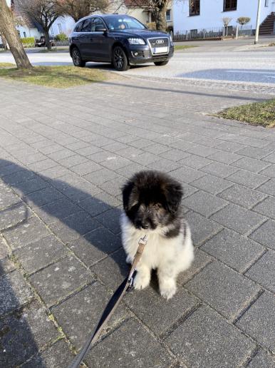 Loddar und der Straßenverkehr