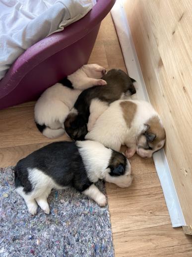 Kalle, Koco, Kylie und Kiwi beim Gruppenkuscheln.