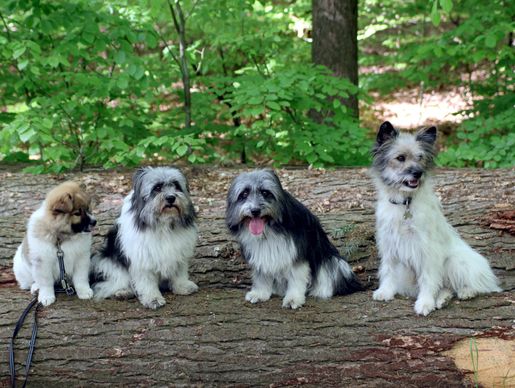 Letzte "Gruppenbild" bei einen Spaziergang.