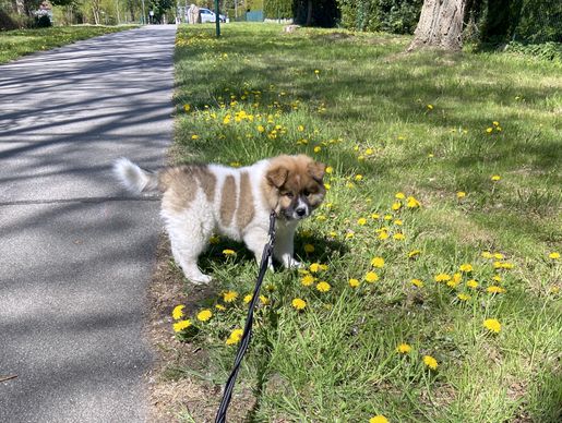 Spaziergang am Nachmittag.