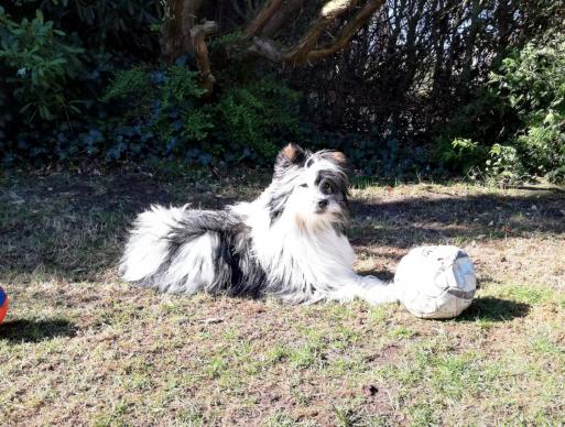 Kiwi im Sonnenschein