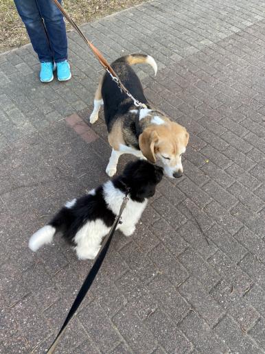 Loddar bei der Begegnung mit fremden Hunden