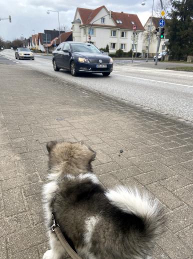 Lupi beobachtet den Verkehr