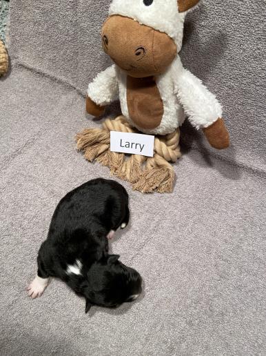 Larry wog bei der Geburt 320 Gramm