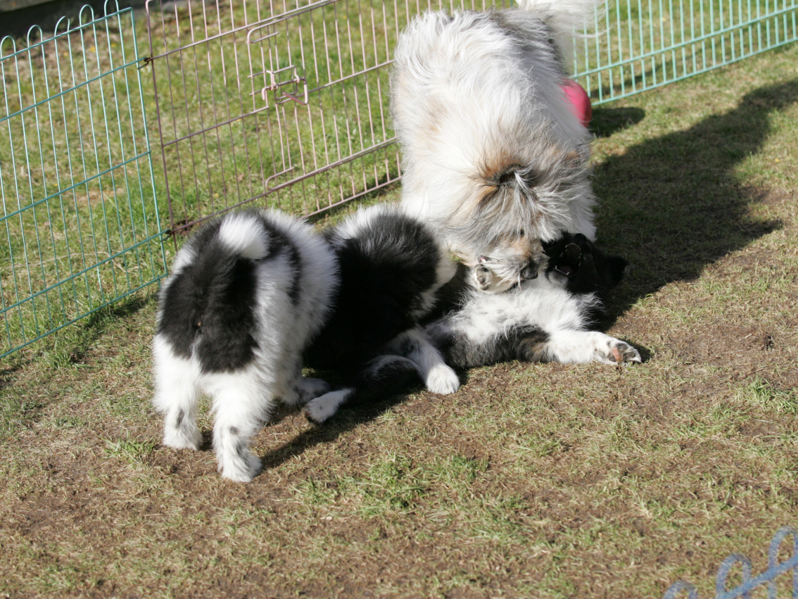 Die Verbliebenen toben mit ihrer Mama