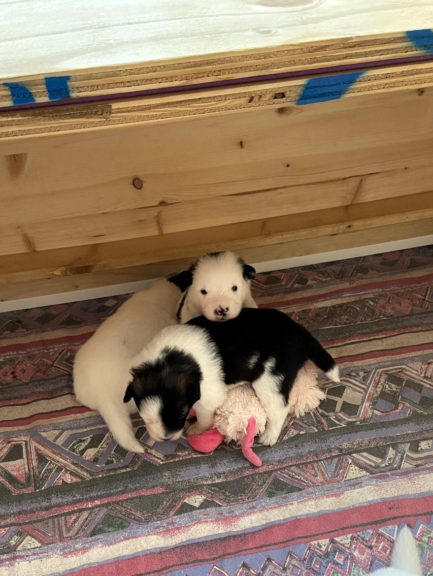 Kalle und Kiwi erkunden die neue Figur