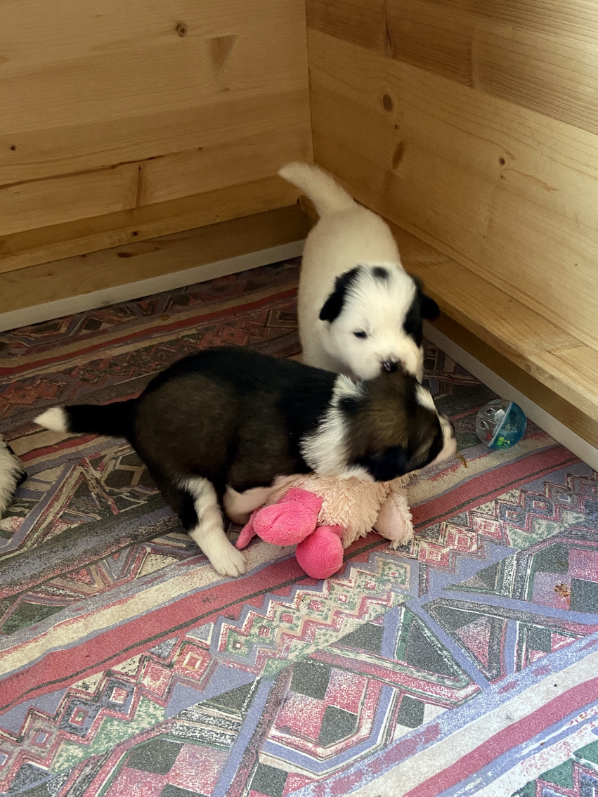 Kolja und Koco mit neuer Figur