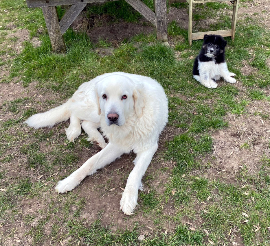 Leo in seinem neuen Heim.