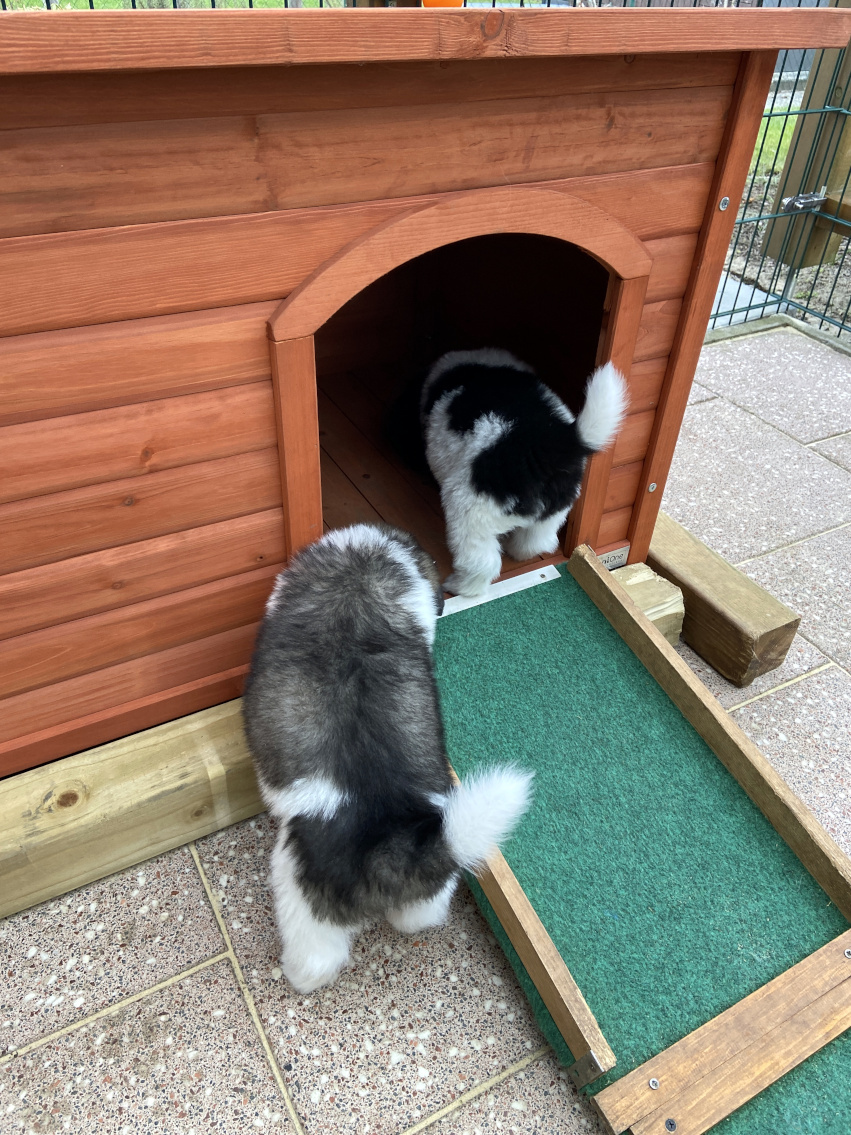 Erkundung der Hundehütte.