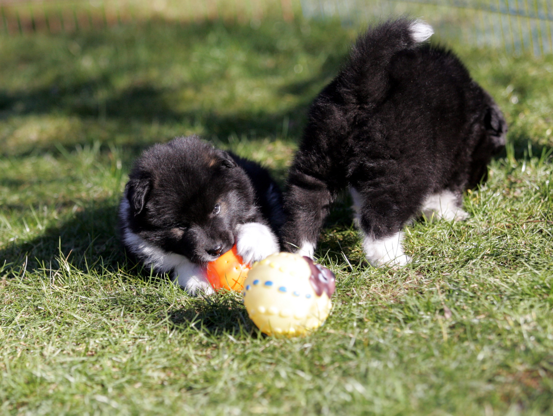Lotte und Larry von hinten