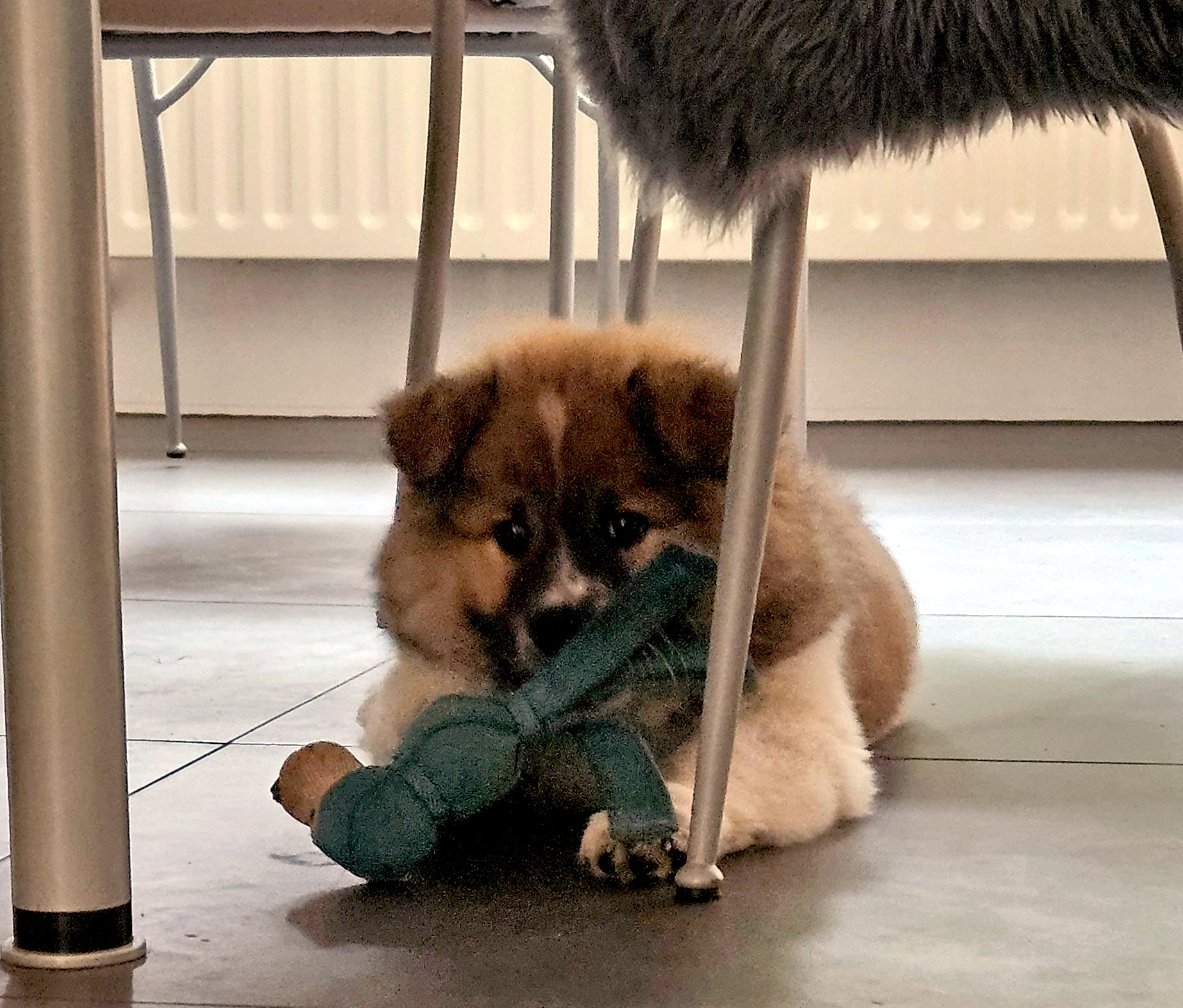 Ich fühle mich in der neuen Heimat schon wohl!