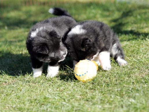 Larry und Lotte