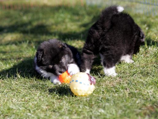 Lotte und Larry von hinten