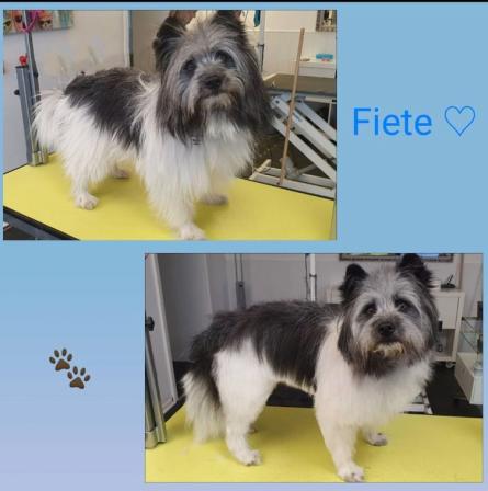 Fiete (Johann)